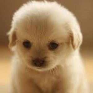 Meet your Posher, Luisa